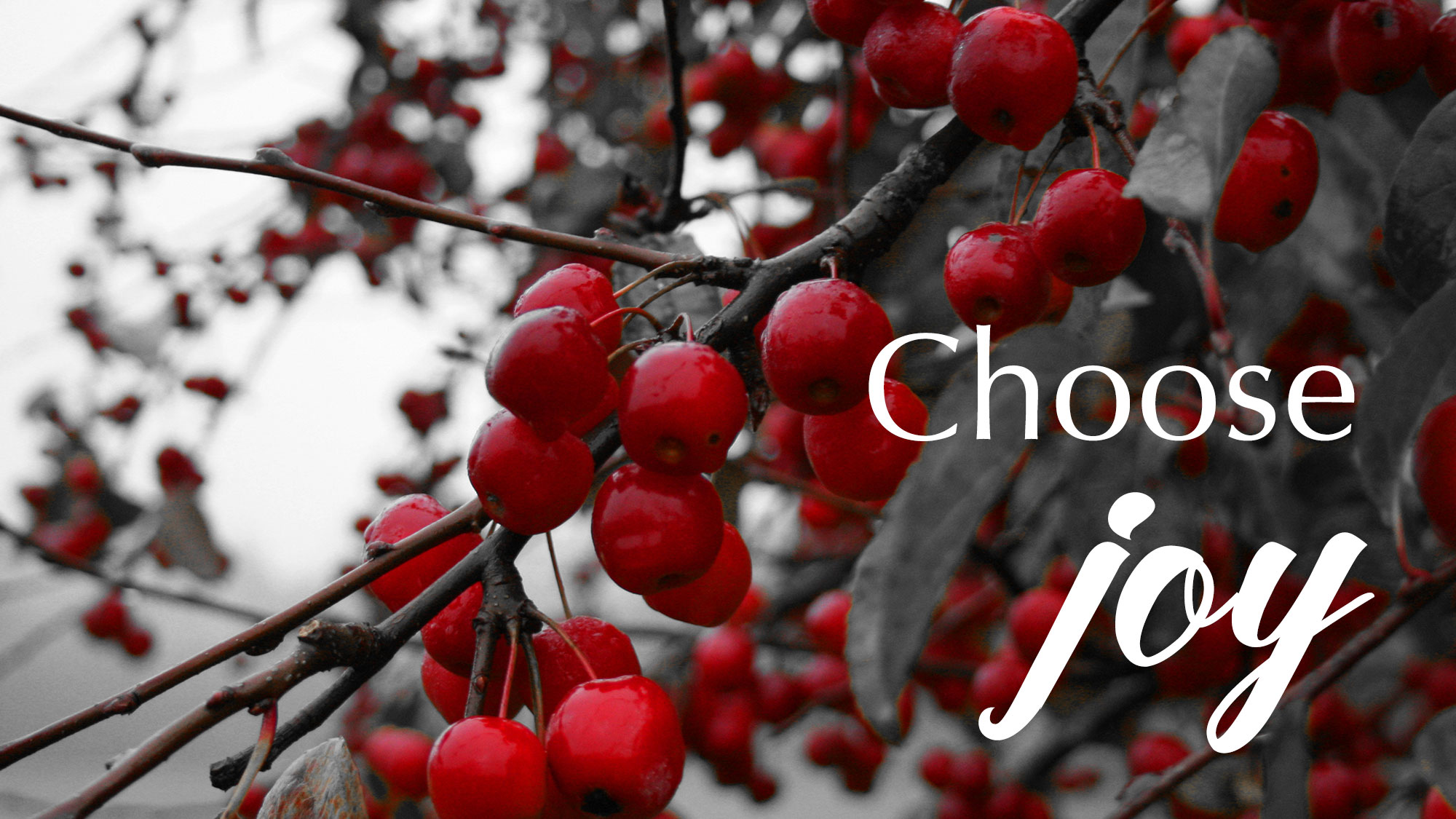 photo of red berries: choose joy
