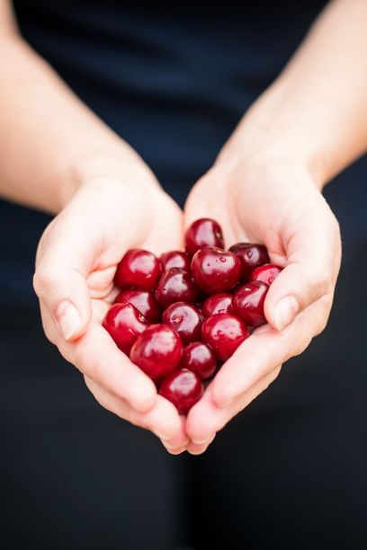 hands holding fresh cherries